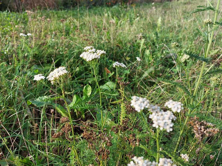 Kräuterspaziergang im Herbst