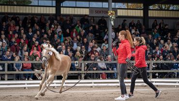 57. Tiroler Haflinger Stutfohlen Auktion