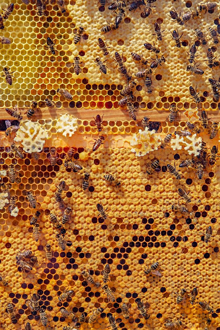 Blick in den Bienenstock – spannende Einblicke in die Imkerei