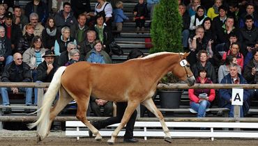 Musterung der Tiroler Haflinger Elitestuten